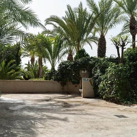 Palmeras كريفايلنت