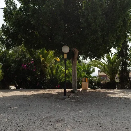 Palmeras كريفايلنت